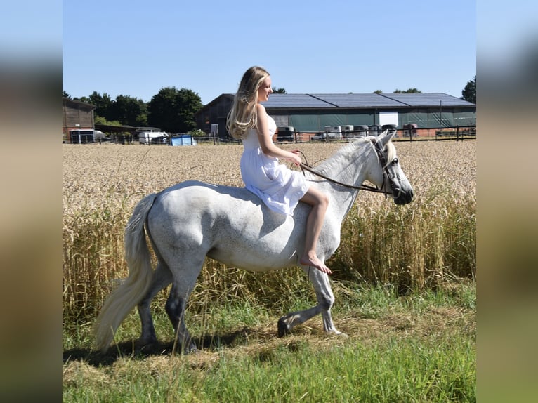 Connemara Mix Merrie 14 Jaar 135 cm Schimmel in Karben