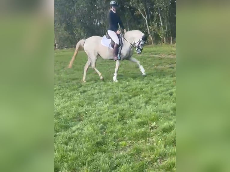 Connemara Mix Merrie 14 Jaar 146 cm Schimmel in Großheide Westerende