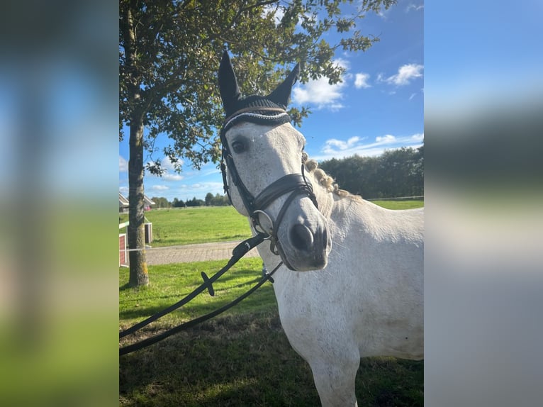 Connemara Mix Merrie 14 Jaar 146 cm Schimmel in Großheide Westerende