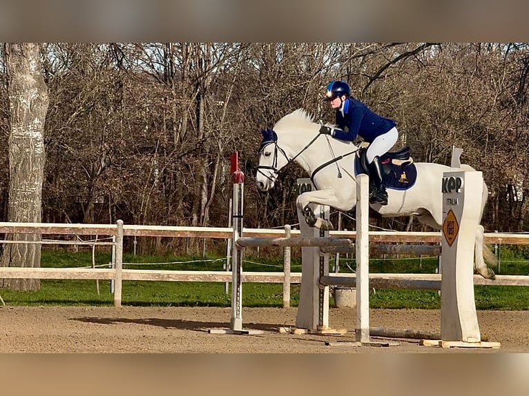 Connemara Merrie 14 Jaar 149 cm Schimmel in Roma