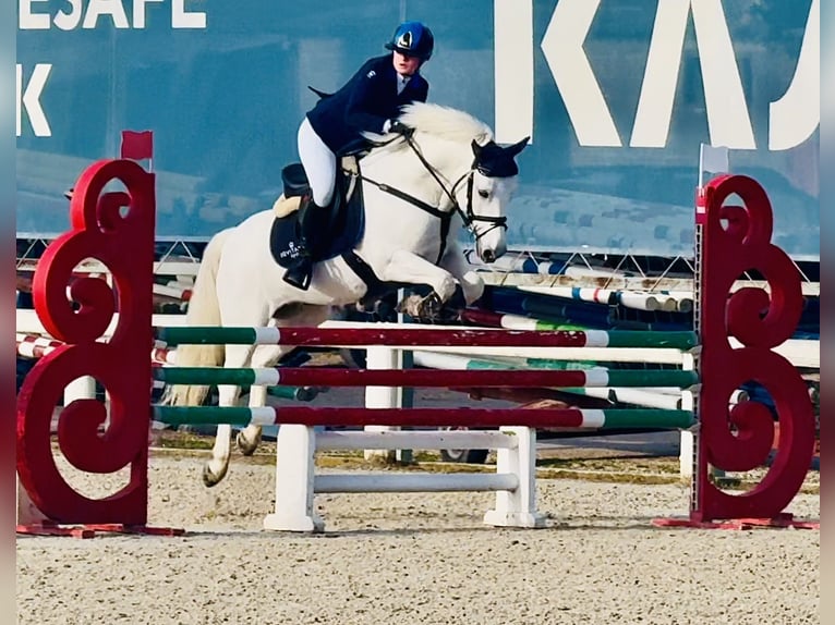 Connemara Merrie 14 Jaar 149 cm Schimmel in Roma