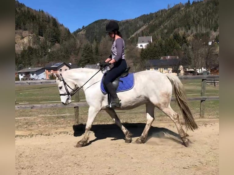 Connemara Merrie 14 Jaar 152 cm Schimmel in St. Stefan ob Leoben