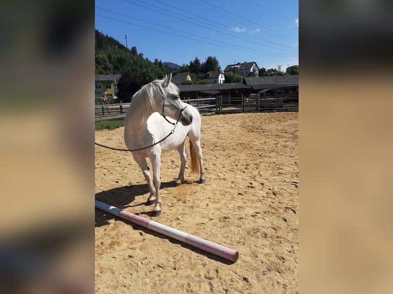 Connemara Merrie 14 Jaar 152 cm Schimmel in St. Stefan ob Leoben