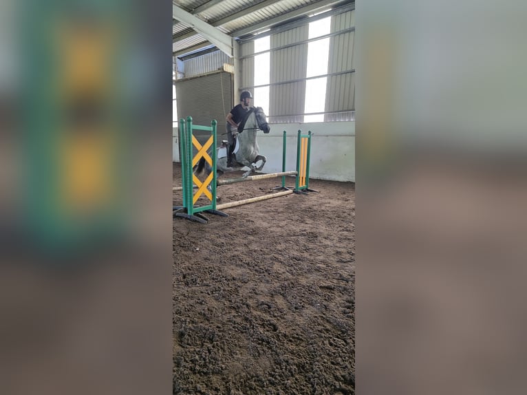 Connemara Merrie 15 Jaar 142 cm  in Armagh