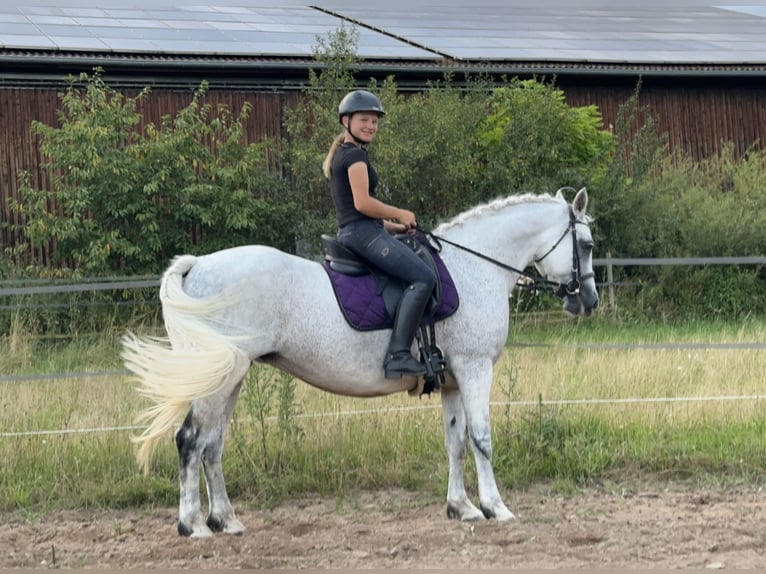 Connemara Merrie 15 Jaar 147 cm Schimmel in Lisberg