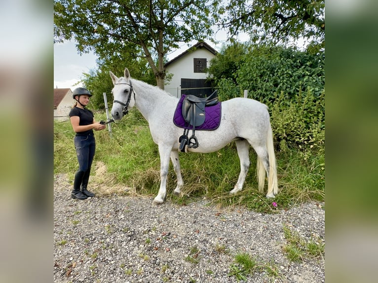 Connemara Merrie 15 Jaar 147 cm Schimmel in Lisberg