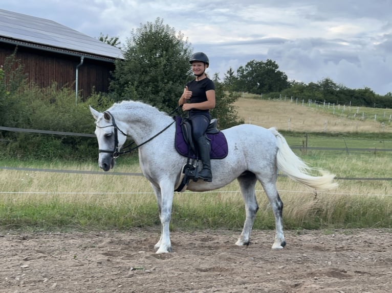 Connemara Merrie 15 Jaar 147 cm Schimmel in Lisberg