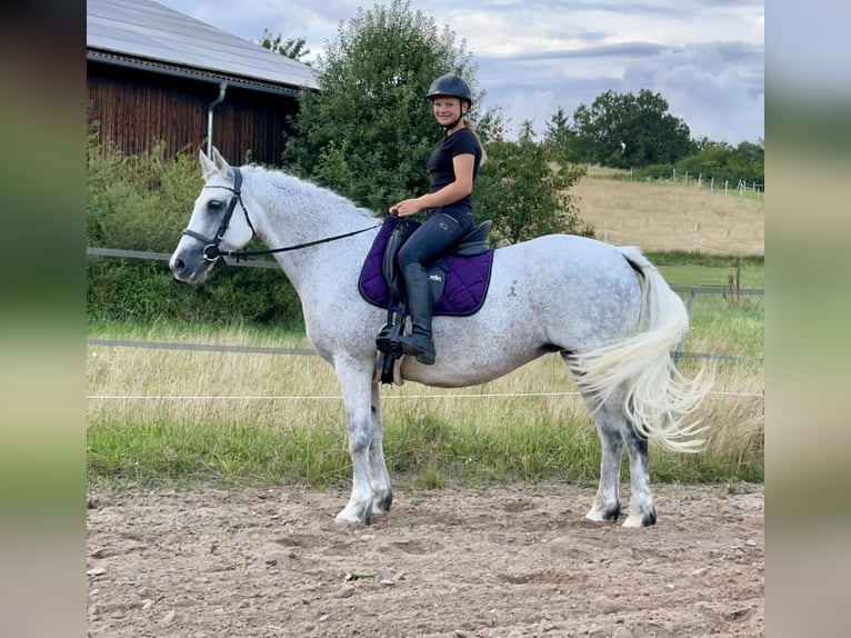 Connemara Merrie 15 Jaar 147 cm Schimmel in Lisberg