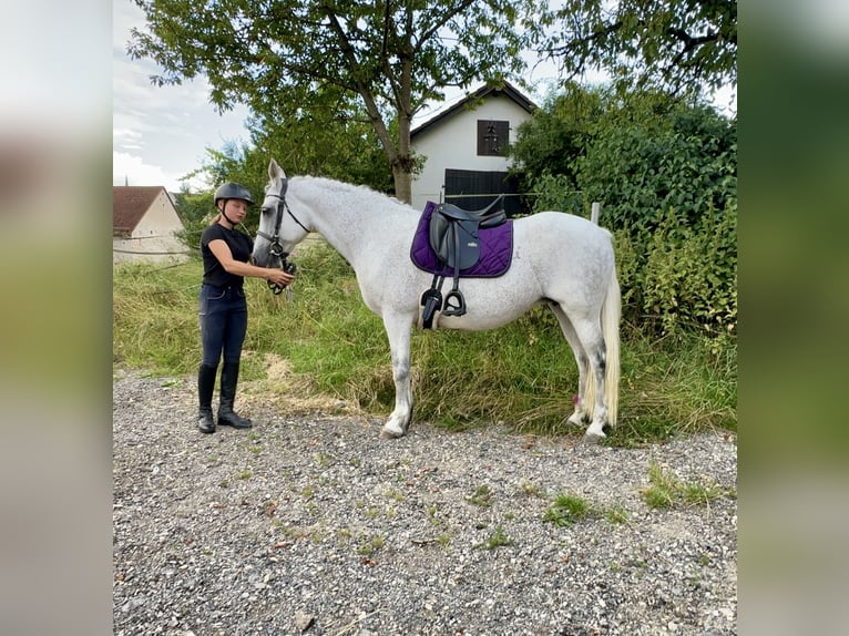 Connemara Merrie 15 Jaar 147 cm Schimmel in Lisberg