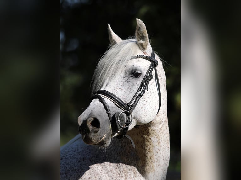 Connemara Merrie 15 Jaar 148 cm Schimmel in Altenstadt