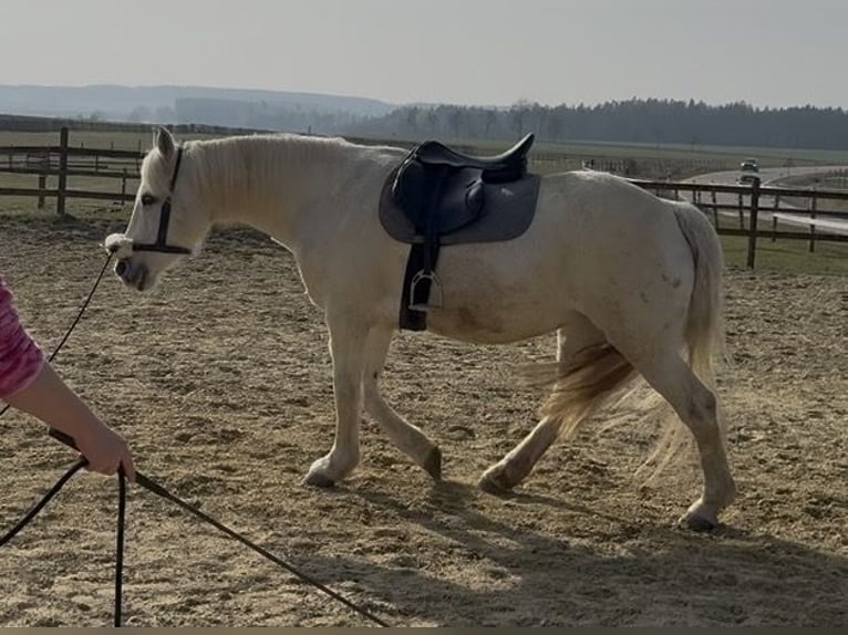 Connemara Merrie 15 Jaar 148 cm Schimmel in Pentling