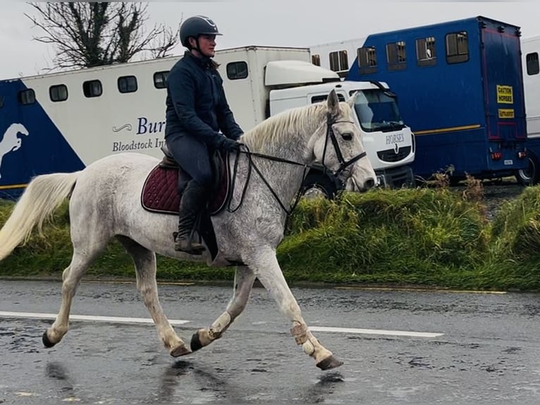 Connemara Merrie 15 Jaar 148 cm Schimmel in Sligo