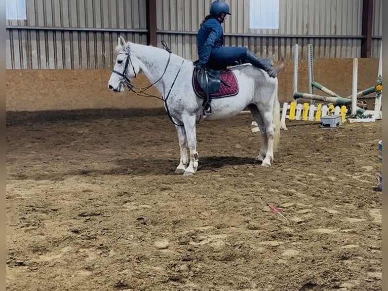 Connemara Merrie 15 Jaar 148 cm Schimmel in Sligo