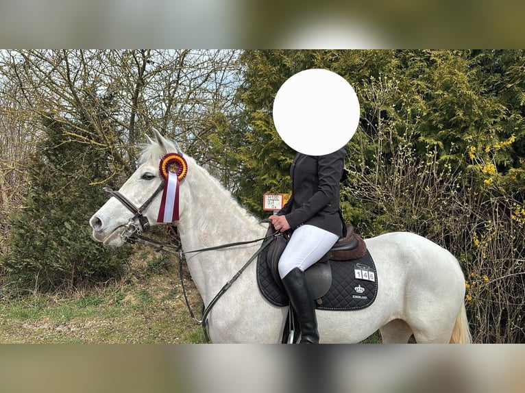 Connemara Merrie 15 Jaar 148 cm Schimmel in Nördlingen