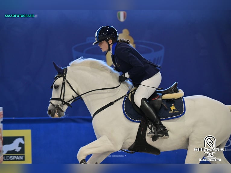 Connemara Merrie 15 Jaar 149 cm Schimmel in Roma