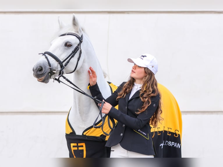 Connemara Merrie 15 Jaar 149 cm Schimmel in Roma