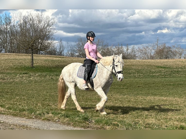 Connemara Mix Merrie 15 Jaar 154 cm Schimmel in Bad M&#xFC;nstereifel