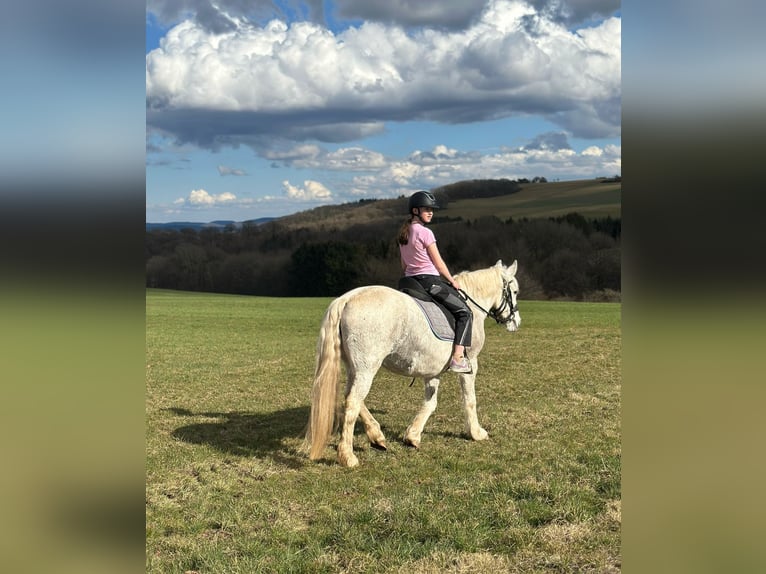 Connemara Mix Merrie 15 Jaar 154 cm Schimmel in Bad M&#xFC;nstereifel