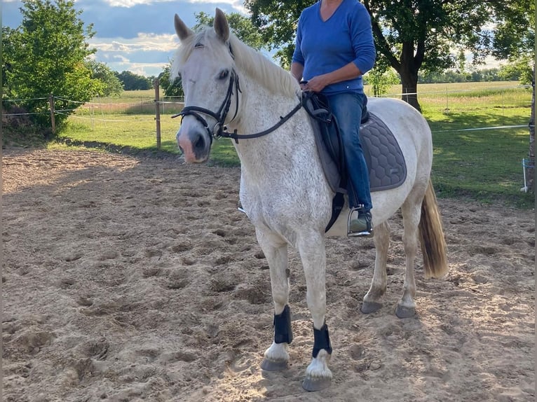 Connemara Mix Merrie 15 Jaar 154 cm Schimmel in Bad M&#xFC;nstereifel