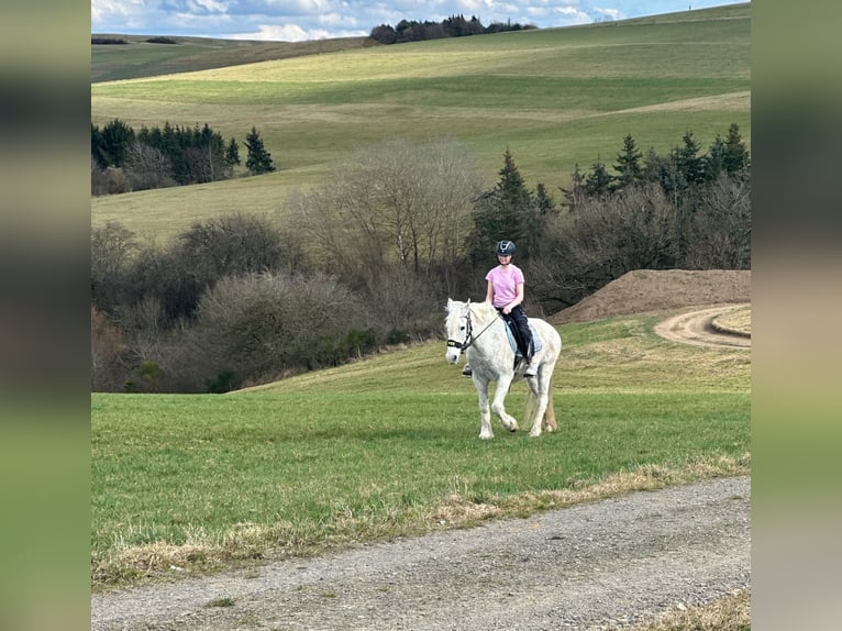 Connemara Mix Merrie 15 Jaar 154 cm Schimmel in Bad M&#xFC;nstereifel