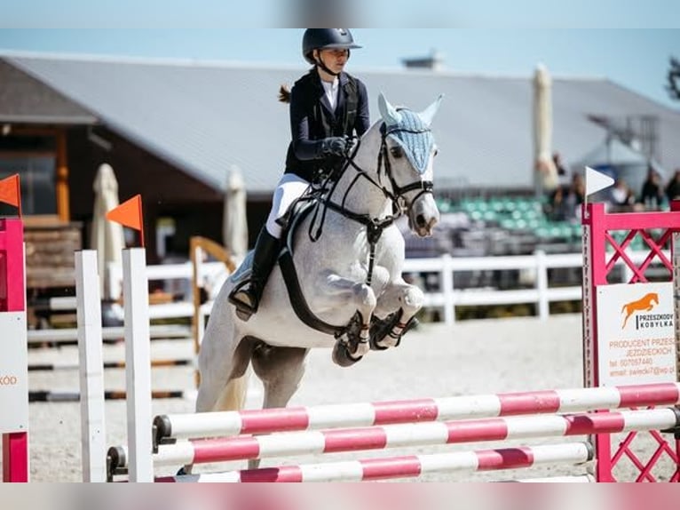 Connemara Mix Merrie 15 Jaar Schimmel in Warszaw