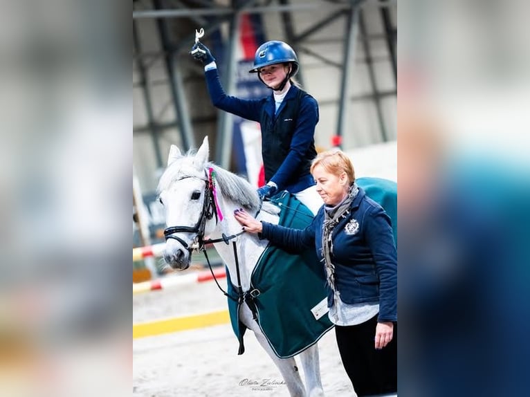Connemara Mix Merrie 15 Jaar Schimmel in Warszaw