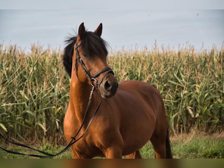 Connemara Mix Merrie 18 Jaar 144 cm Bruin in Herrenberg