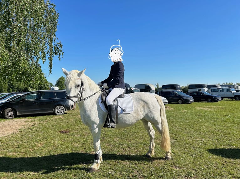 Connemara Merrie 18 Jaar 149 cm Schimmel in Starnberg