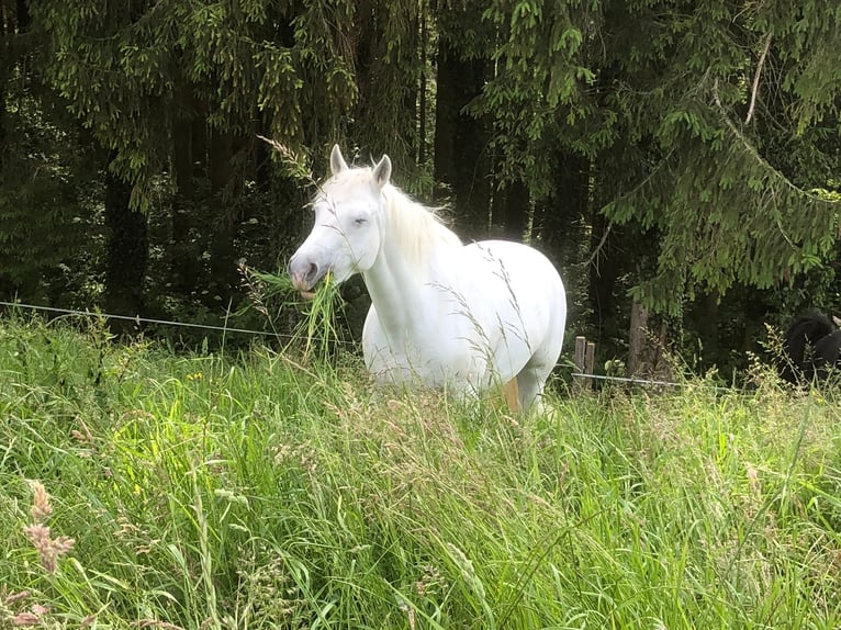 Connemara Merrie 18 Jaar Schimmel in Gontenschwil