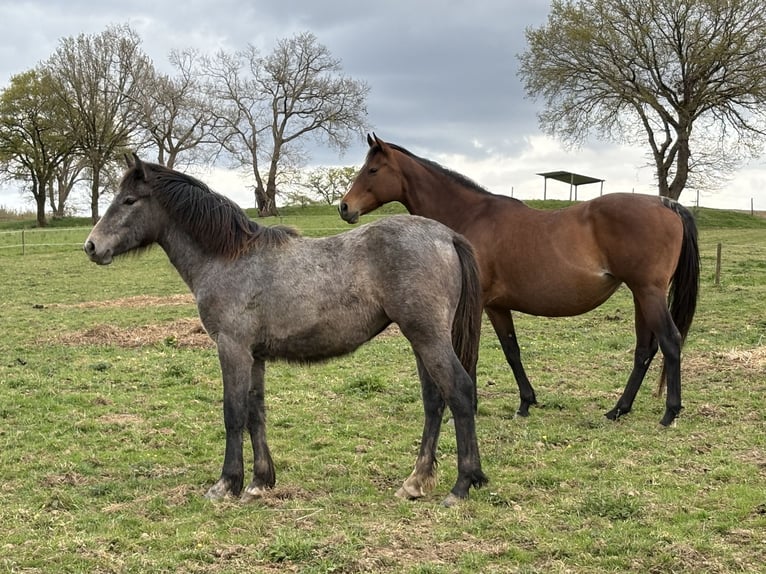 Connemara Merrie 1 Jaar 140 cm Schimmel in Bonnut