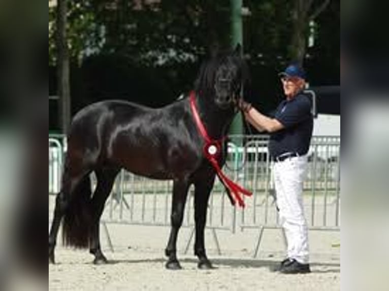 Connemara Merrie 1 Jaar 145 cm Zwart in PADOUX