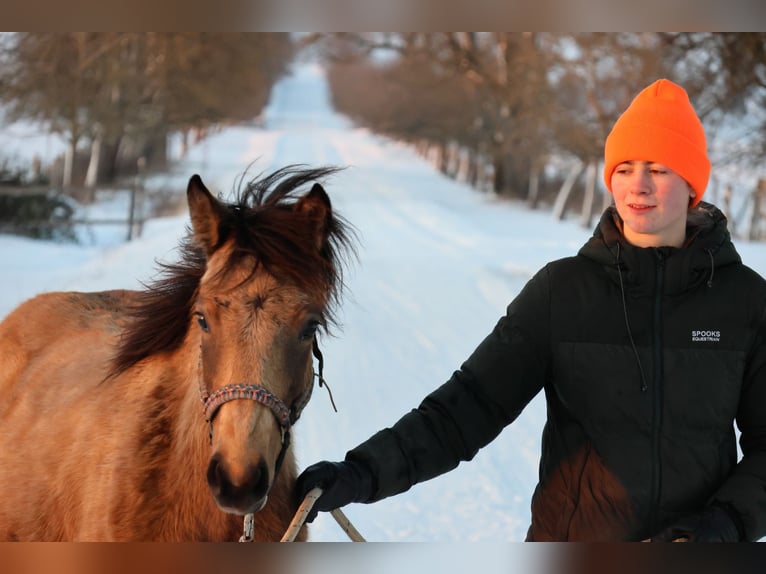 Connemara Mix Merrie 1 Jaar 148 cm Buckskin in Buchen (Odenwald)