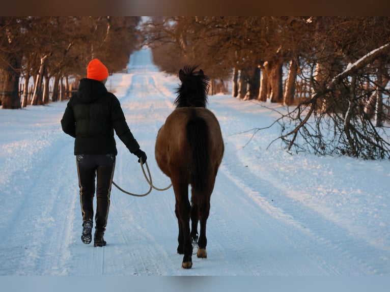 Connemara Mix Merrie 1 Jaar 148 cm Buckskin in Buchen (Odenwald)