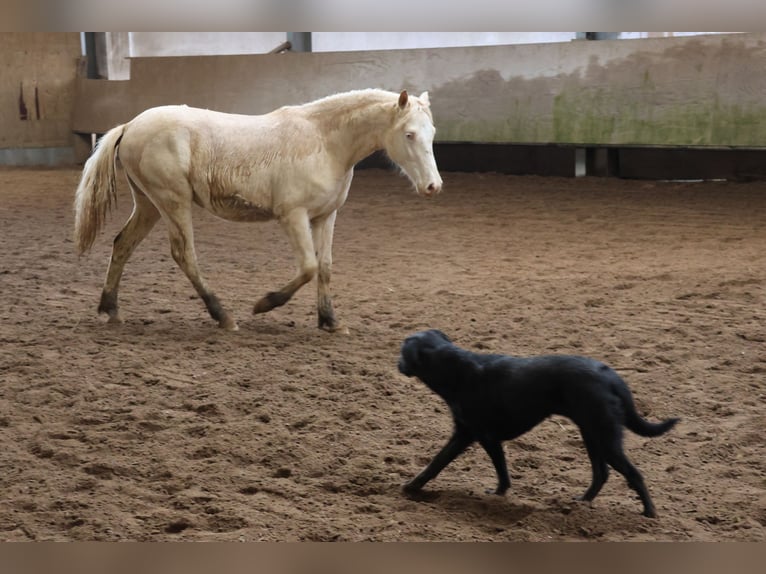 Connemara Mix Merrie 1 Jaar 150 cm Cremello in Buchen (Odenwald)