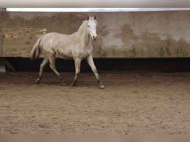 Connemara Mix Merrie 1 Jaar 150 cm Cremello in Buchen (Odenwald)