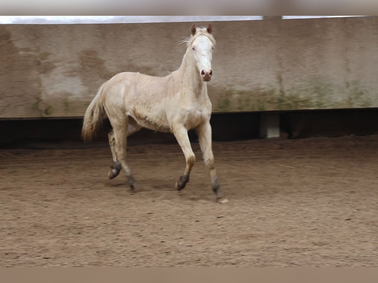 Connemara Mix Merrie 1 Jaar 150 cm Cremello in Buchen (Odenwald)