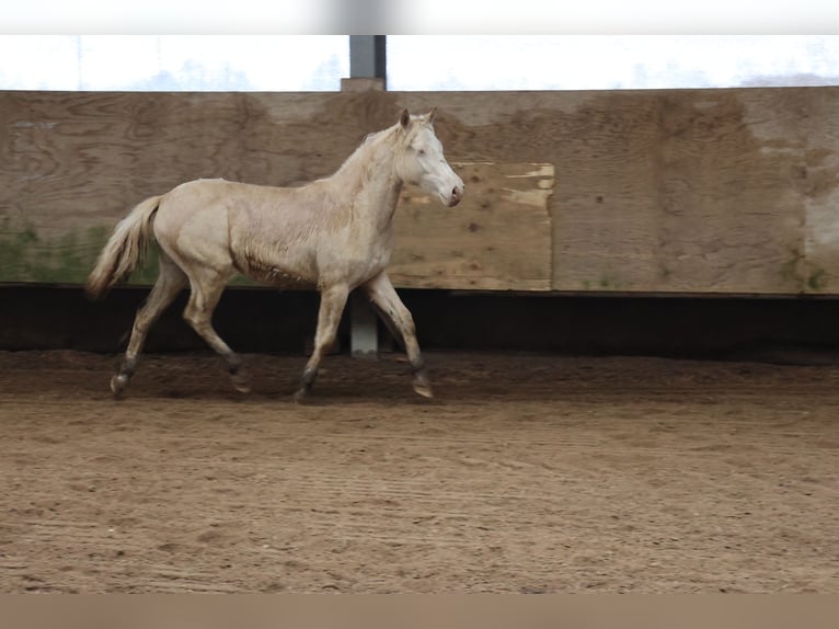 Connemara Mix Merrie 1 Jaar 150 cm Cremello in Buchen (Odenwald)