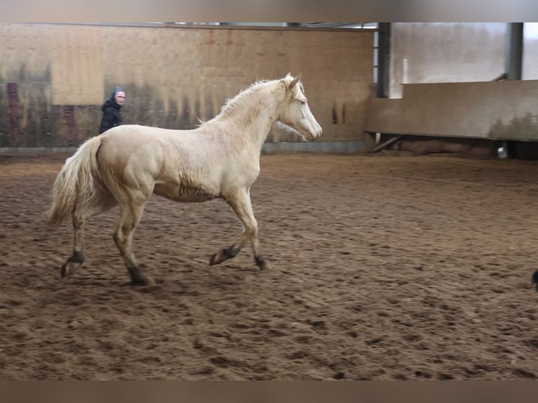 Connemara Mix Merrie 1 Jaar 150 cm Cremello in Buchen (Odenwald)