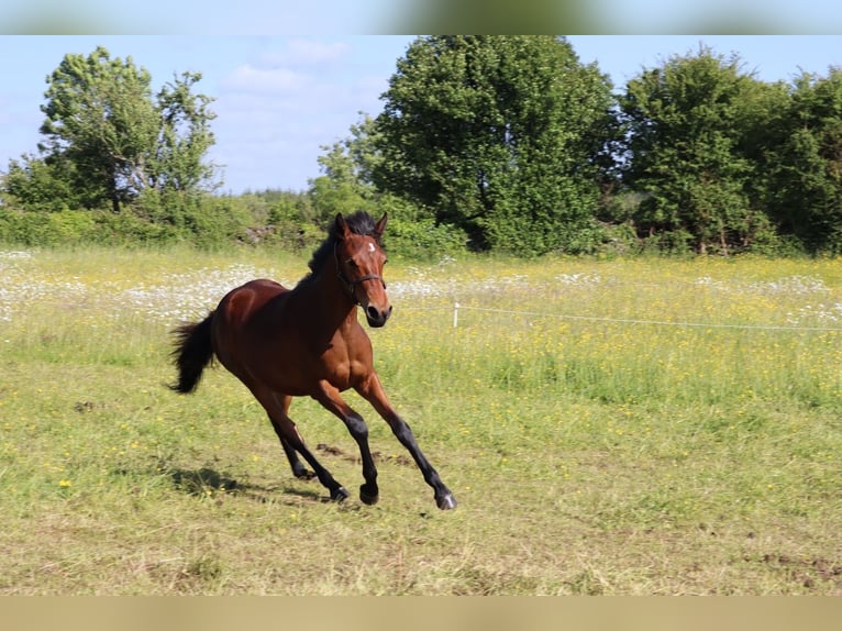 Connemara Mix Merrie 1 Jaar 163 cm Roodbruin in Limerick