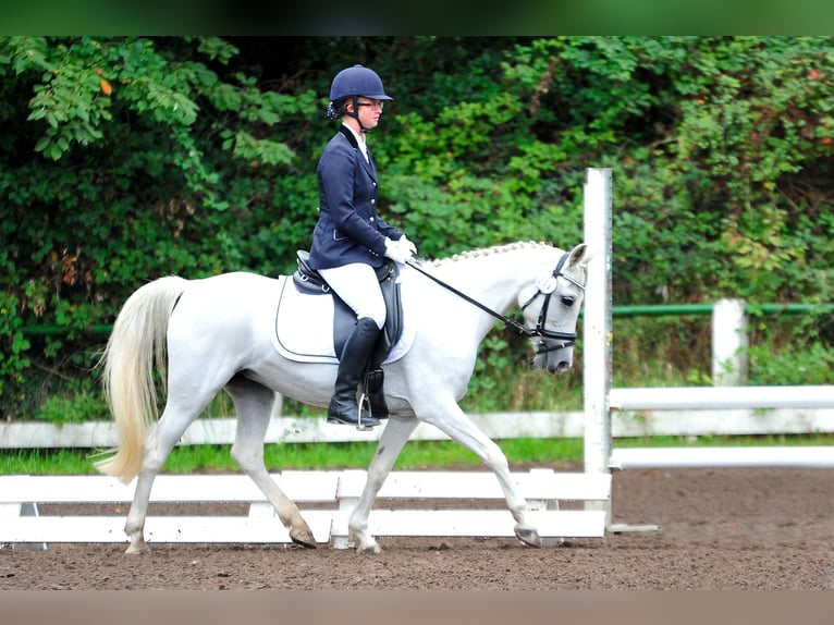 Connemara Merrie 29 Jaar 140 cm Schimmel in Zweibrücken