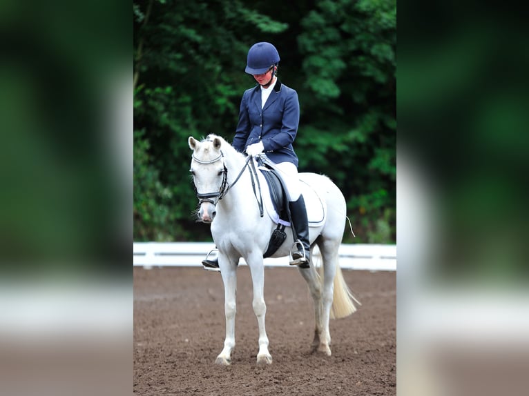 Connemara Merrie 29 Jaar 140 cm Schimmel in Zweibrücken