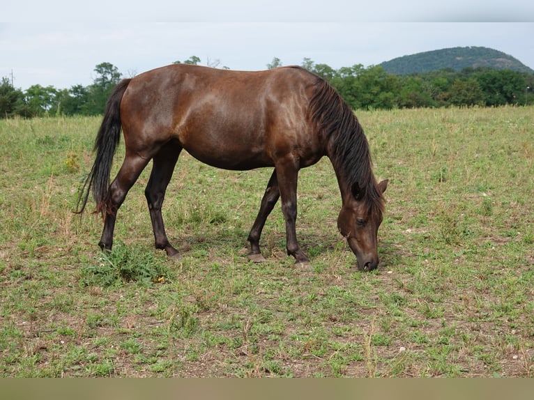 Connemara Merrie 2 Jaar 140 cm Falbe in Straskov 32