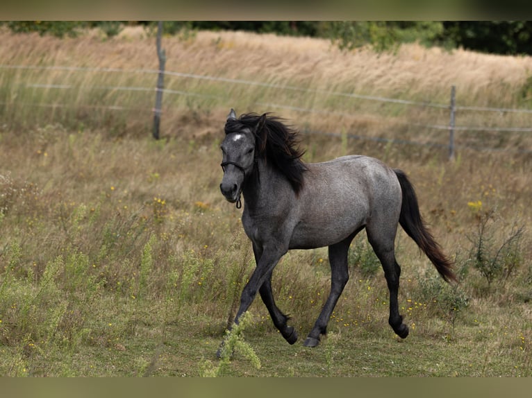 Connemara Merrie 2 Jaar 145 cm Zwartschimmel in Chościszowice