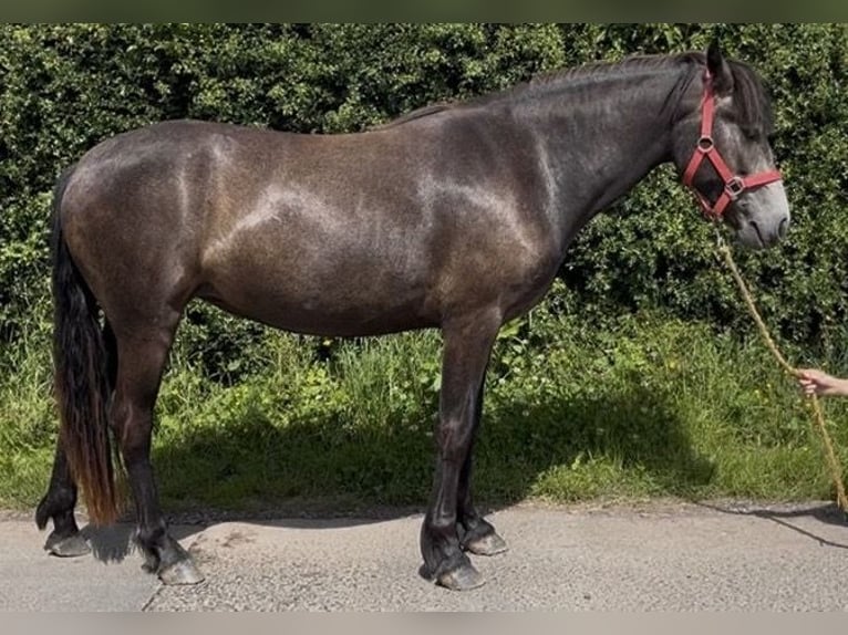 Connemara Merrie 2 Jaar 148 cm Schimmel in Cumbria
