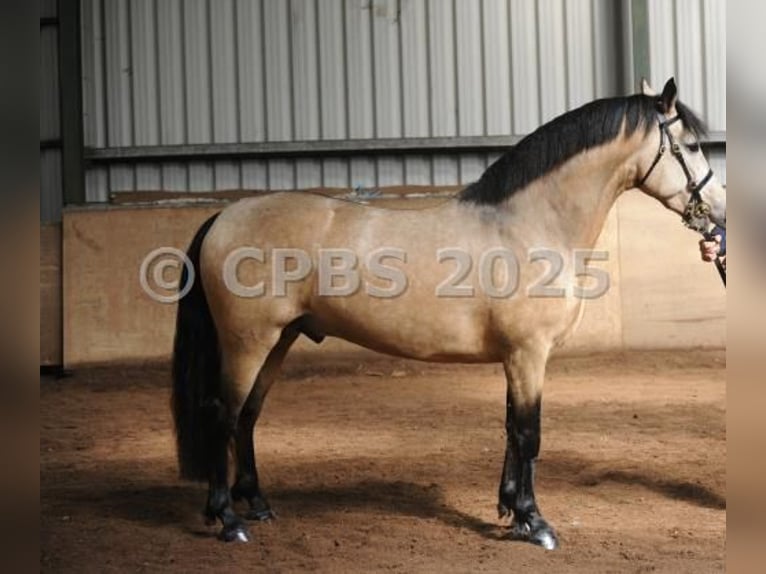 Connemara Merrie 2 Jaar 150 cm Bruin in Zwartewaal