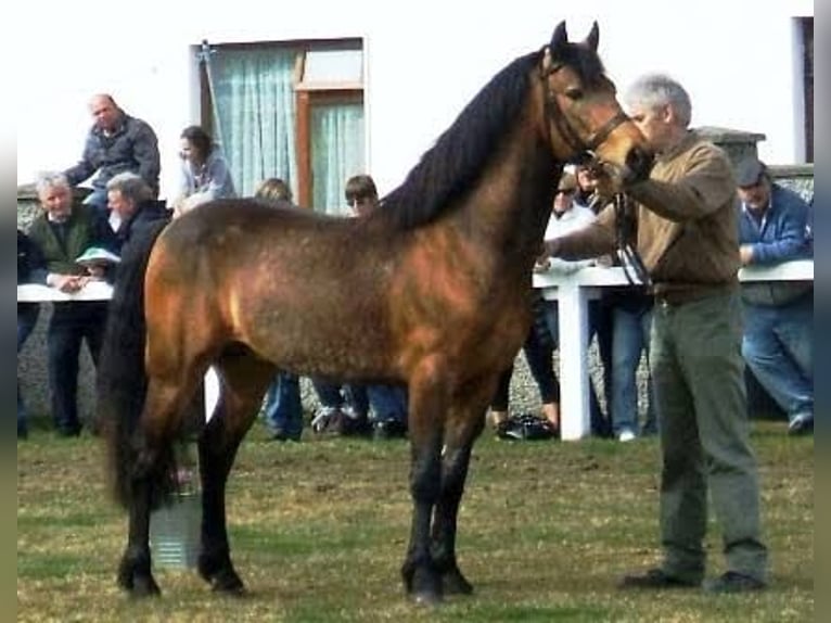 Connemara Merrie 2 Jaar 150 cm Bruin in Zwartewaal