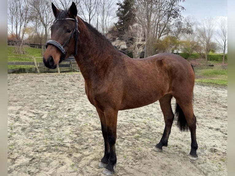 Connemara Merrie 2 Jaar 150 cm Bruin in Zwartewaal