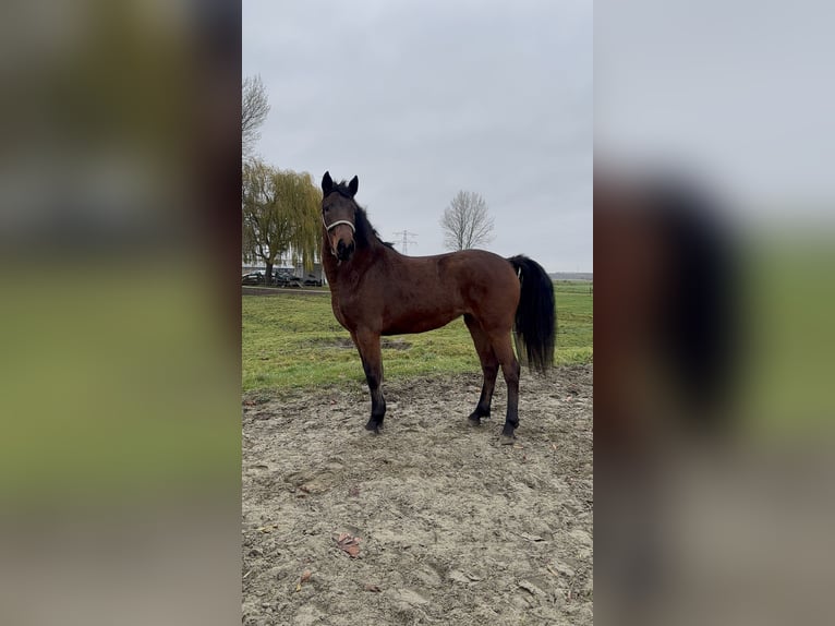 Connemara Merrie 2 Jaar 151 cm Bruin in Zwartewaal