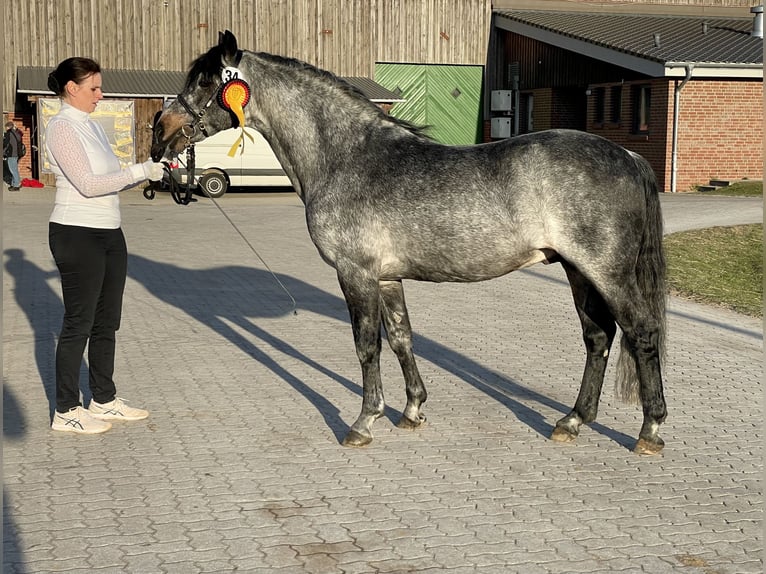 Connemara Merrie 3 Jaar 142 cm Bruin in OsdorfOsdorf