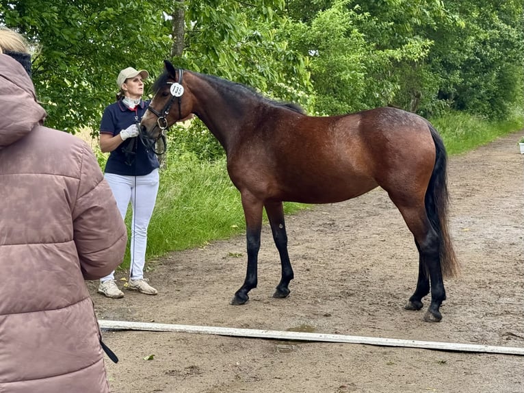 Connemara Merrie 3 Jaar 142 cm Bruin in OsdorfOsdorf